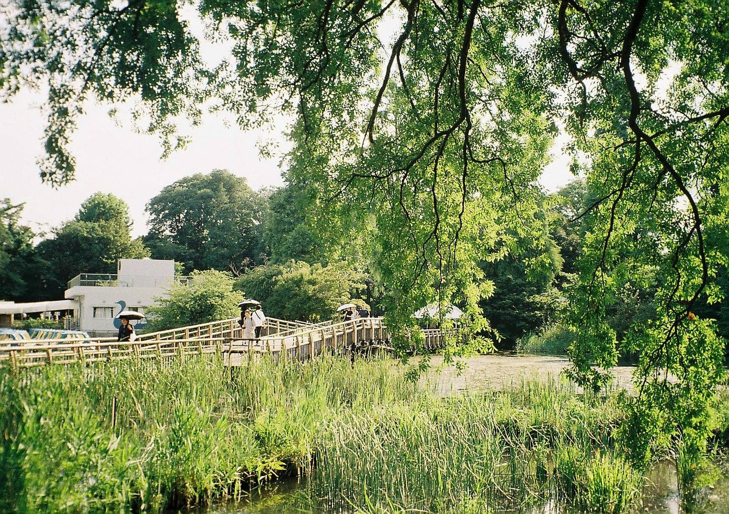 Canon Autoboy Ai AF Zoom