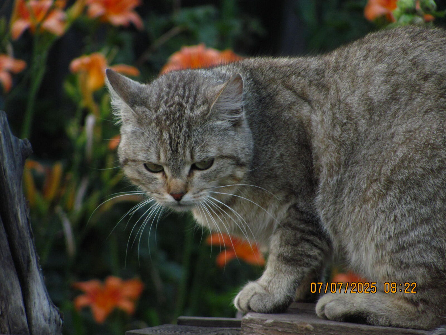 Canon Powershot SX120
