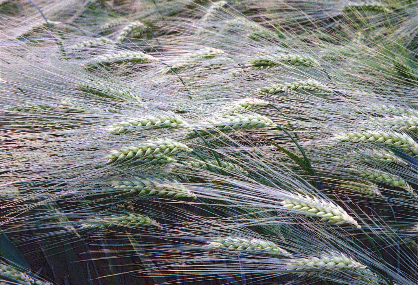 Pentax Espio 115M