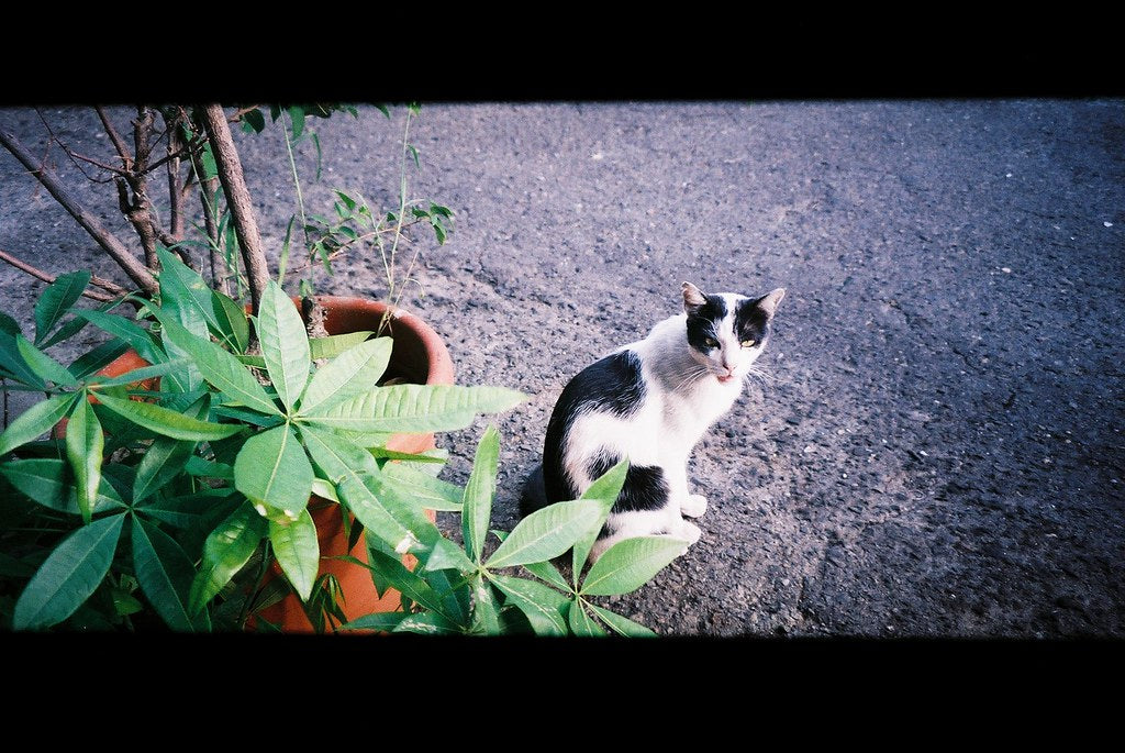 Pentax Espio 125M