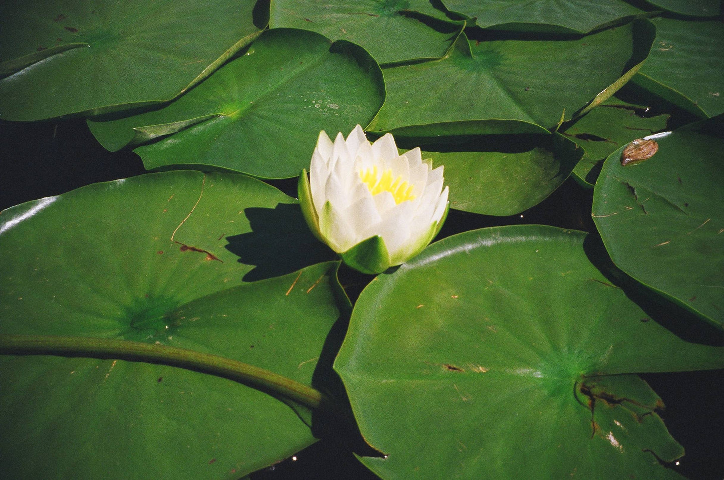 Pentax Espio 120 Mi