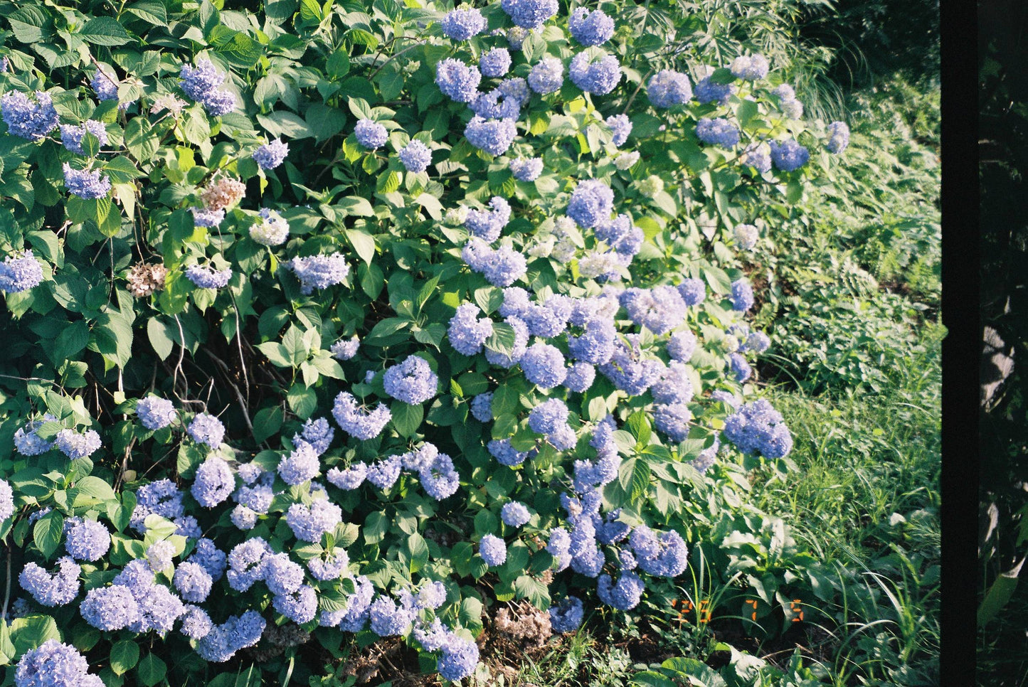 Konica Fantasio 60Z
