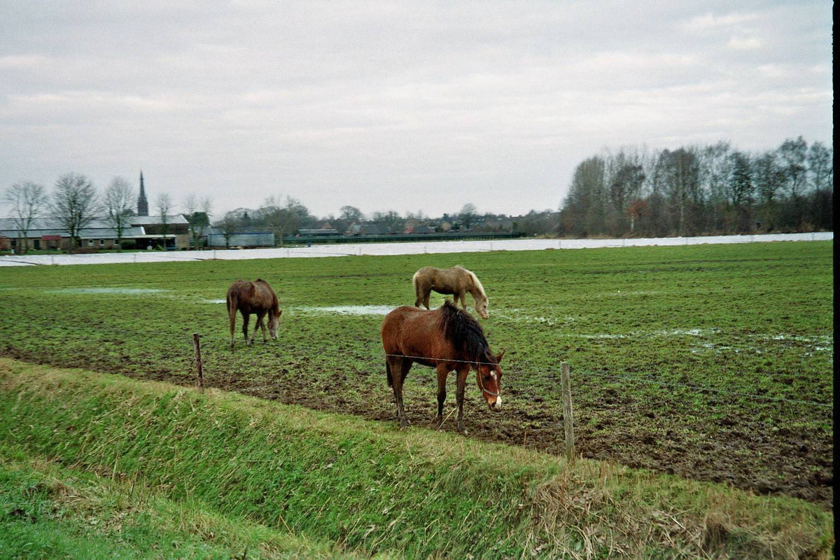 Olympus OZ 110