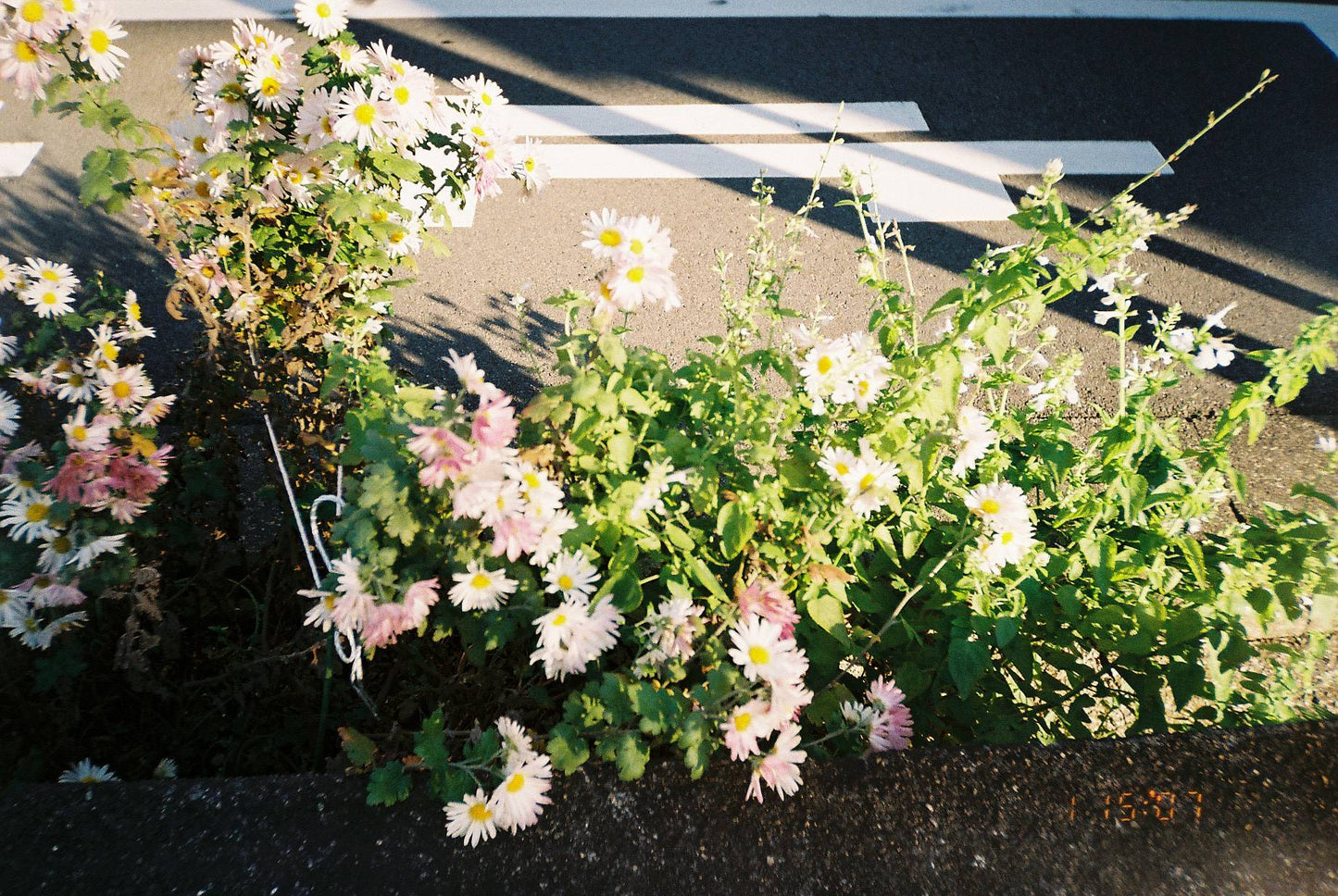 Konica K-Mini