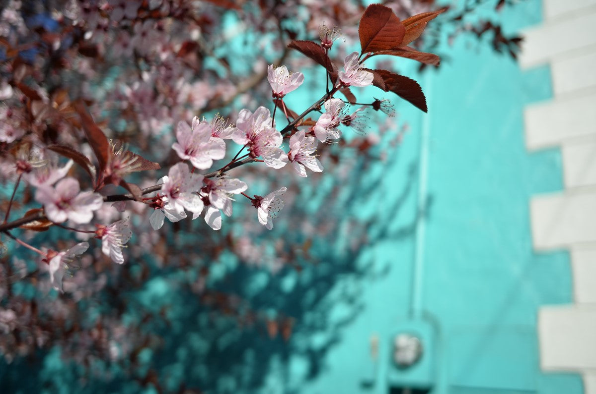 Nikon Coolpix A100